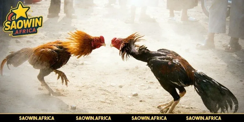 Đôi nét chung sảnh đá gà tại nền tảng