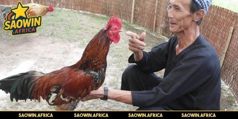 Lợi ích khi áp dụng mẹo chọn màu gà mạng