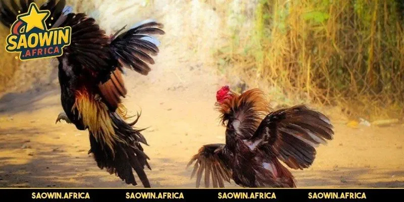 Luật chơi chọi kê cựa sắt