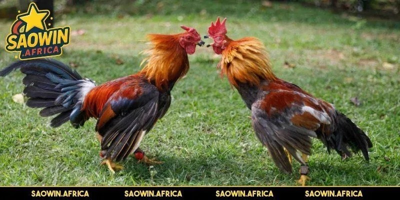 Sơ lược về mẹo chọn màu gà mạng