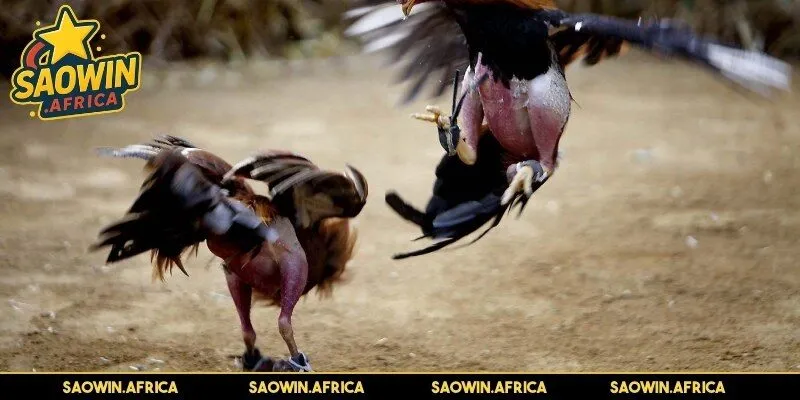 Tìm hiểu về đá gà cựa sắt tại SAOWIN