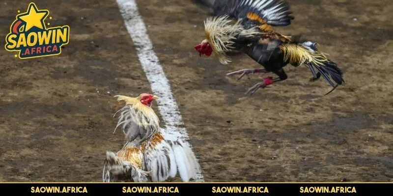 Ưu điểm chung của sảnh cược đá gà