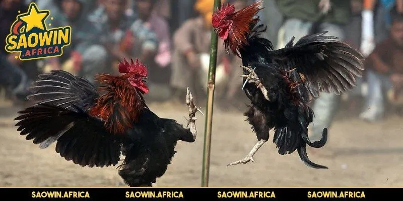 Ưu điểm của đá gà cựa sắt hấp dẫn